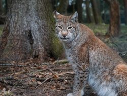 Bavarian Forest National Park lynx looking