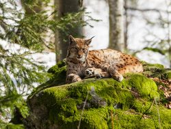 Bavarian Forest National Park lynx resting
