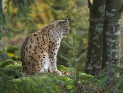 Bavarian Forest National Park lynx sittingjpg