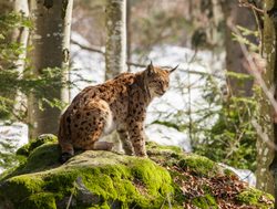 Bavarian Forest National Park lynx