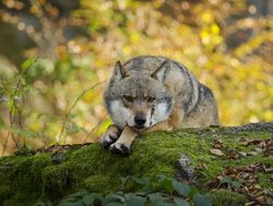 Bavarian Forest National Park wolf resting