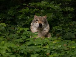 Bavarian Forest National Park wolf