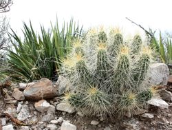 Big Bend National Park cactus