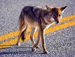 Big Bend National Park coyote