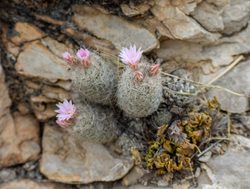 Big Bend National Park flowering cactus
