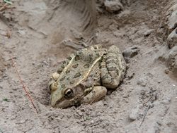 Big Bend National Park leopard frog