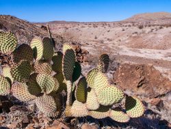 Big Bend National Park pear cactus
