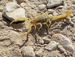 Big Bend National Park scorpion