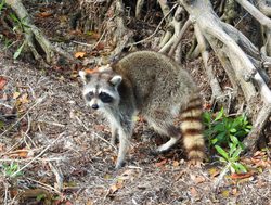 Biscayne National Park raccoon