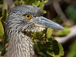Biscayne National Park yellowcrowned night heron