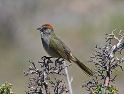 Black Canyon of the Gunnison Greentailed towhee