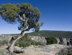 Black Canyon of the Gunnison picturesque tree