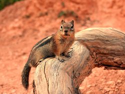 Bryce Canyon National Park chipmunk