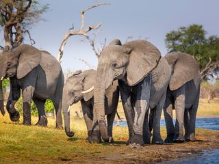 20210213152150-Bwabwata National Park elephants.jpg