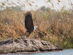 Bwabwata National Park fish eagle taking off