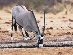 Bwabwata National Park gemsbok oryx
