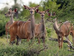 Bwabwata National Park group of kudu