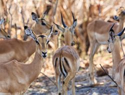 Bwabwata National Park herd of impala
