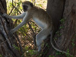 Bwabwata National Park monkey