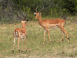 Bwabwata National Park pair of impala