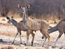 Bwabwata National Park three female kudu