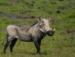 Bwabwata National Park warthog in the grass