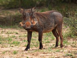 Bwabwata National Park warthog