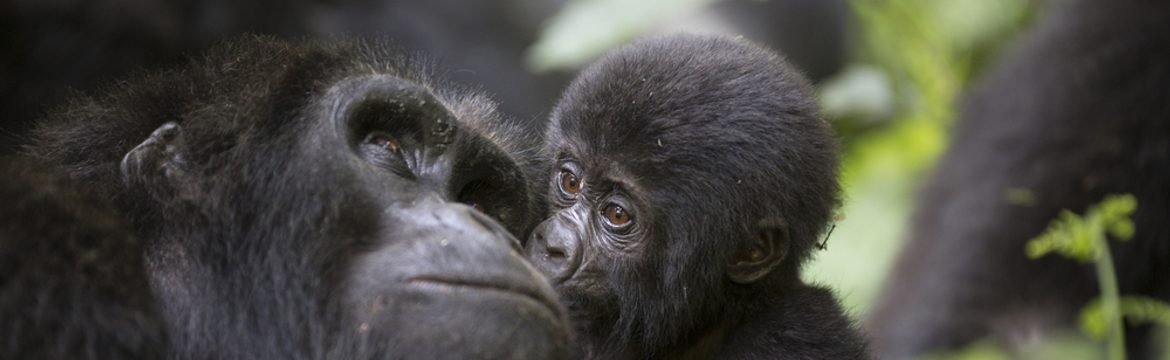 Featured image for Bwindi Impenetrable National Park