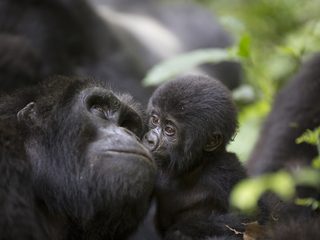 20210213153123-Bwindi Impenetrable National Park baby gorilla kissing mother.jpg