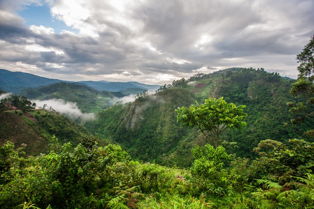 Bwindi Impenetrable National Park (Official GANP Park Page) Best Times to Visit Bwindi Impenetrable National Park