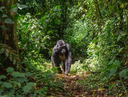 Bwindi Impenetrable National Park male gorilla