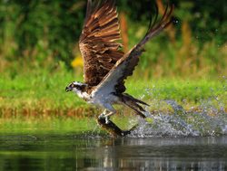 Cairngorms National Park osprey fishing