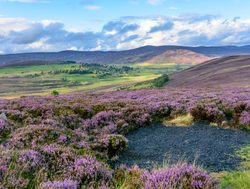 Cairngorms National Park purple heather