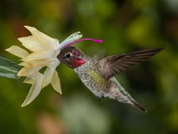 Canaima National Park hummingbird