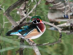 Canaima National Park wood duck