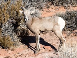 Canyonlands National Park big horn sheep