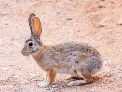 Canyonlands National Park cottontail rabbit