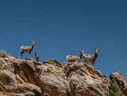 Group of big horn sheep in the Canyonlands