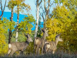 Deer in Utah%27s Capitol Reef National Park