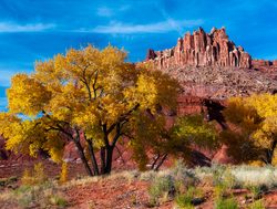 Fall foliage in Capitol Reef National Park