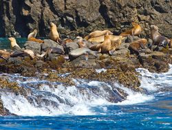 Channel Islands National Park sea lions