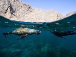 Sea lions swimming in the Channel Islands