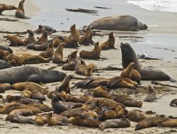 Seal lions on the beach of Channel Islands National Park
