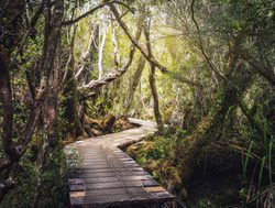 20211220230211 Chiloe National Park boardwalk trail