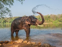 Chitwan National Park elephant