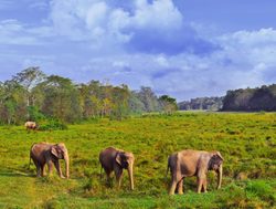Chitwan National Park elephants