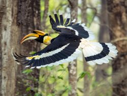 Chitwan National Park hornbill