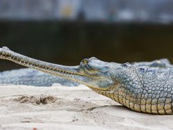 Chitwan National Park narrow snout crocodile