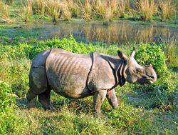 Chitwan National Park rhino