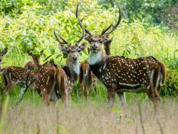Chitwan National Park spotted deer